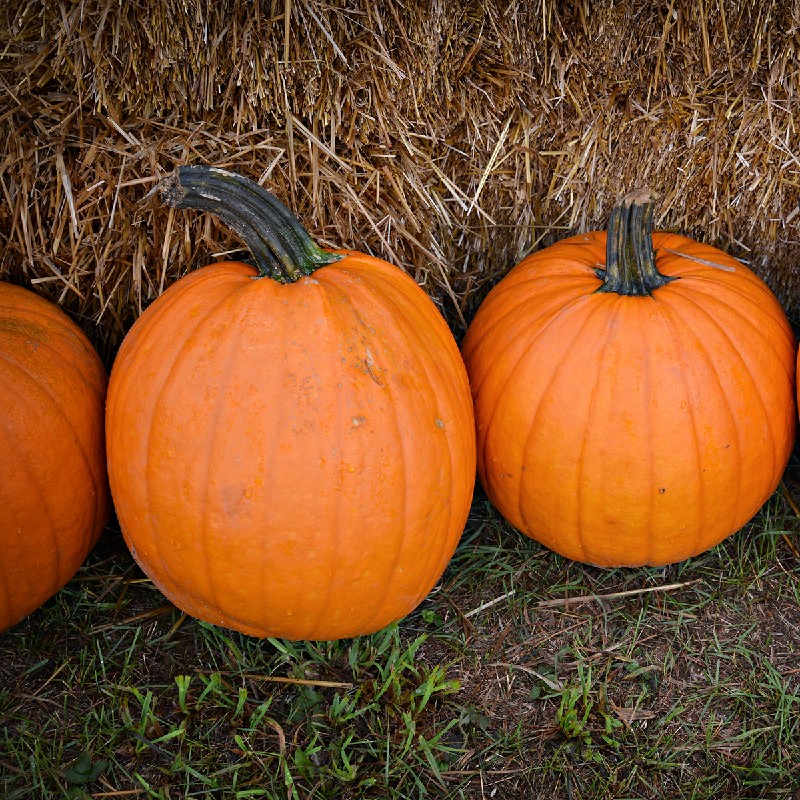 jack o lantern