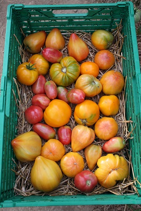 IMG 2766 gelbe Tomaten